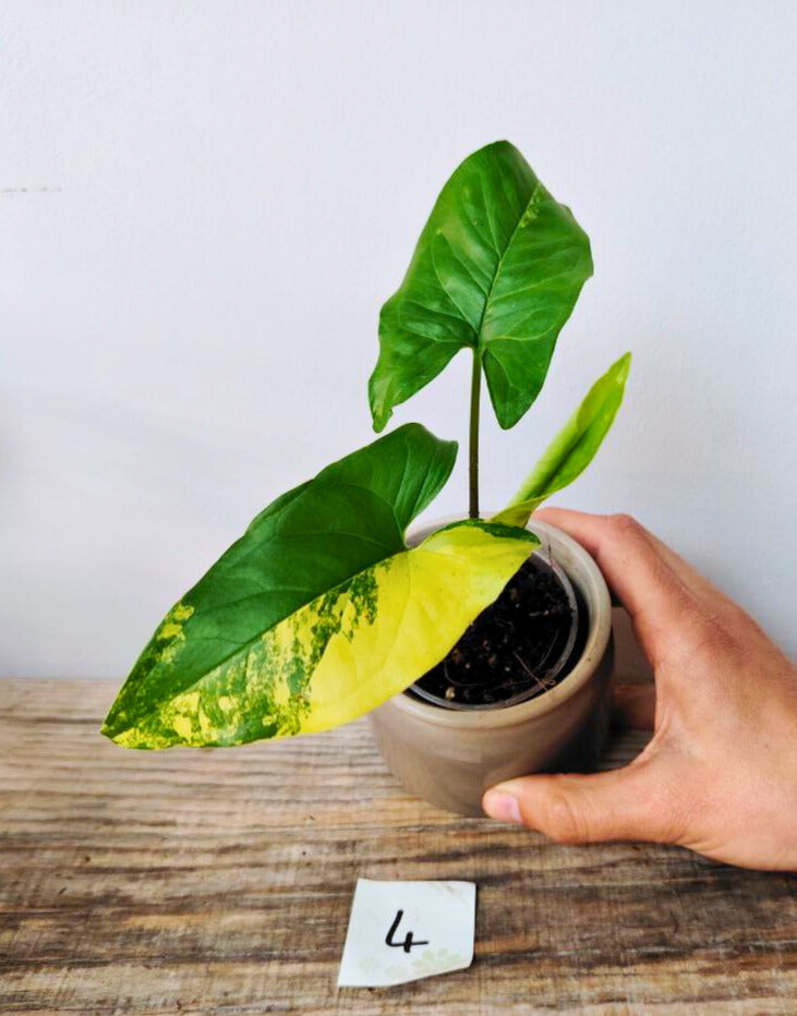Syngonium Aurea – Variegature oro per una luce tropicale in casa