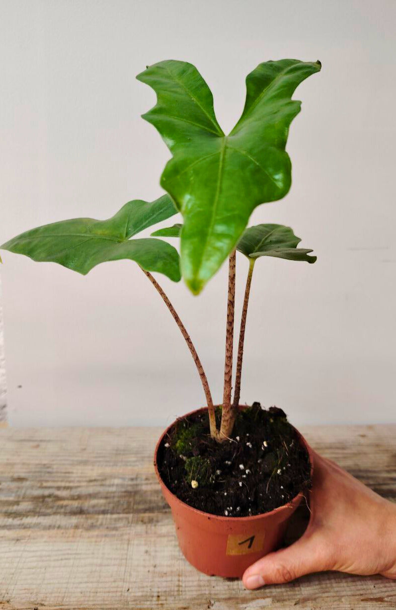 Alocasia Nycteris 'Bat Wing': la pianta dalle foglie alate e misteriose