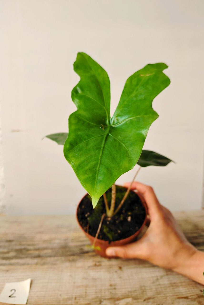 Alocasia Nycteris 'Bat Wing': la pianta dalle foglie alate e misteriose
