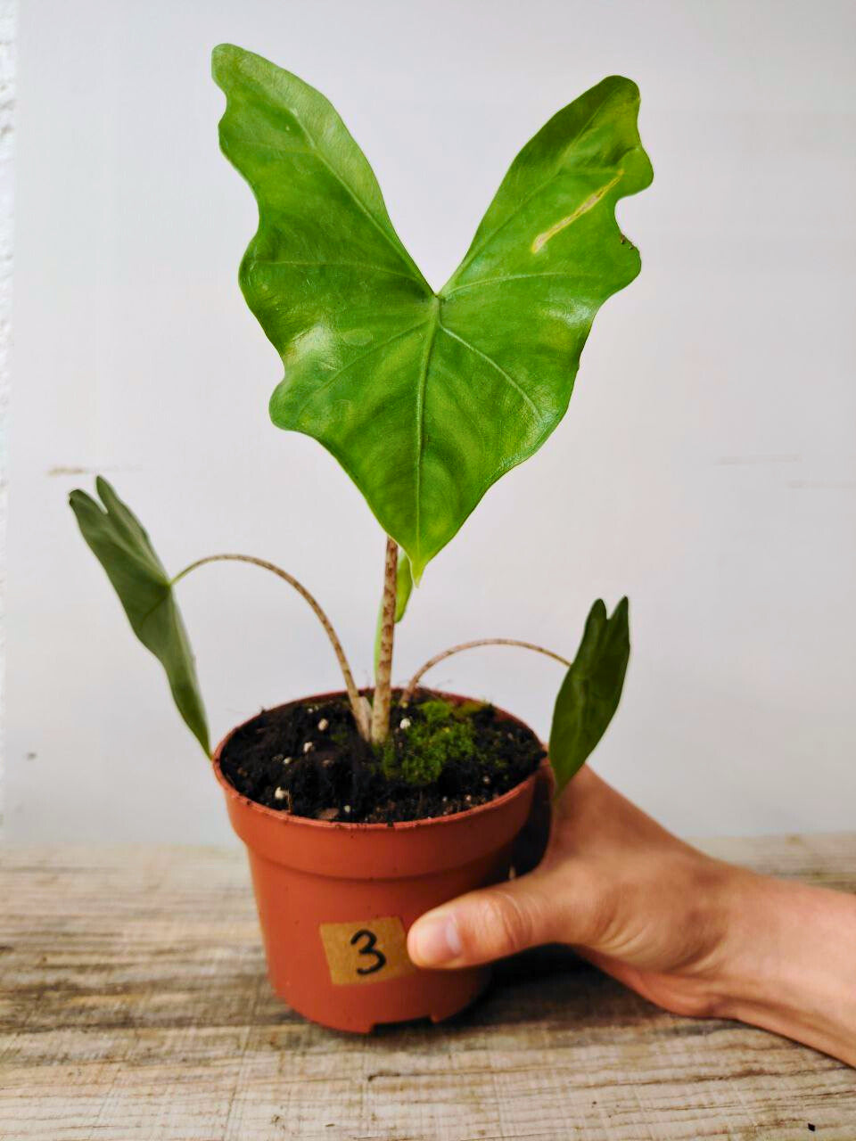 Alocasia Nycteris 'Bat Wing': la pianta dalle foglie alate e misteriose