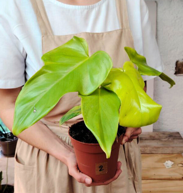 Philodendron Bipennifolium 'Aura' – Eleganza tropicale in tonalità lime