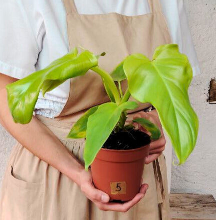 Philodendron Bipennifolium 'Aura' – Eleganza tropicale in tonalità lime