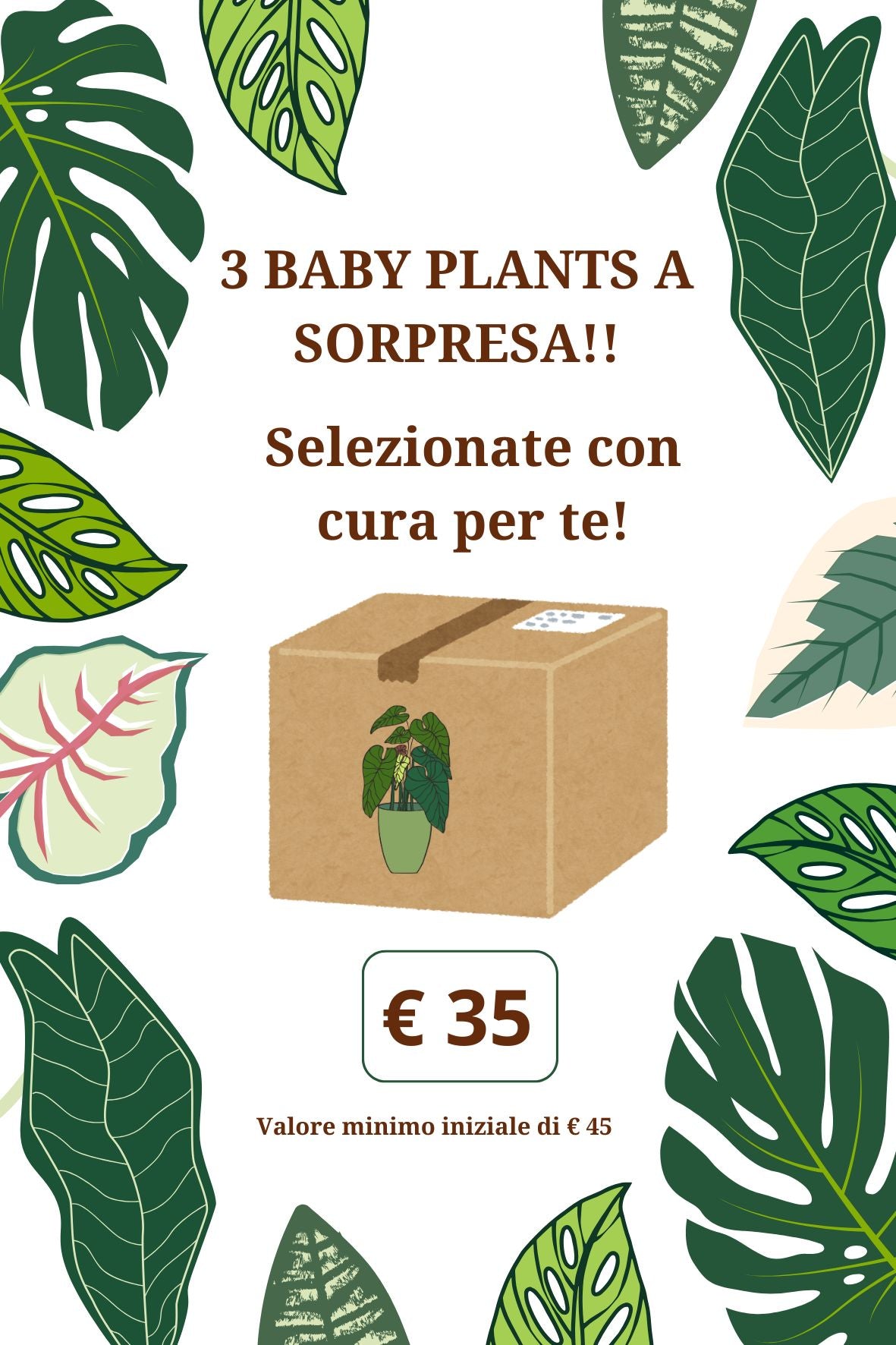 Box 3 baby plants a SORPRESA!