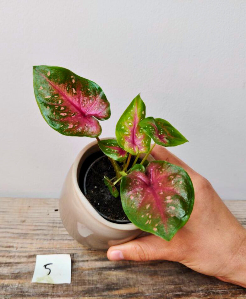 Caladium Casey S – Eleganza leggera in toni rosa e verde