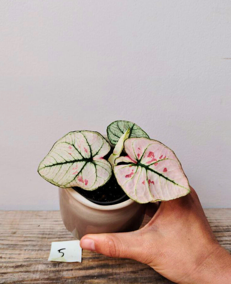 Caladium Strawberry Star – Foglie delicate come fragole e panna
