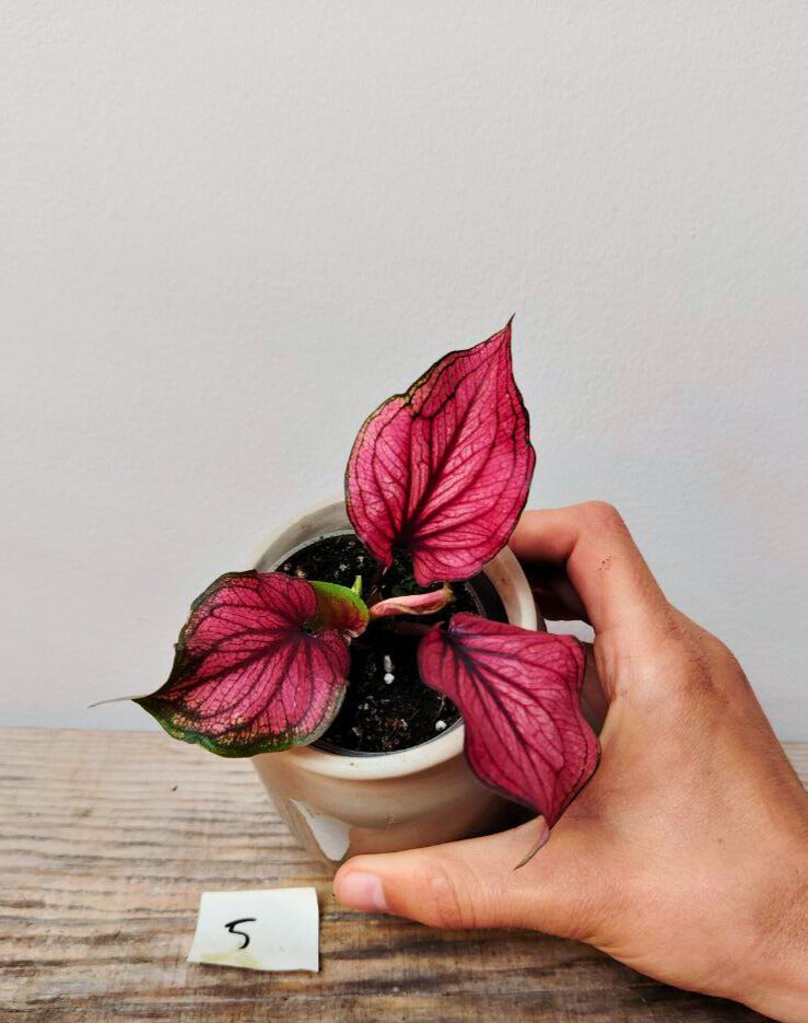 Caladium Lava Glow – Rosso incandescente e bellezza tropicale