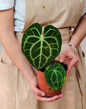Anthurium Clarinervium: Velluto Verde e Venature a Cuore, un Classico d’Effetto