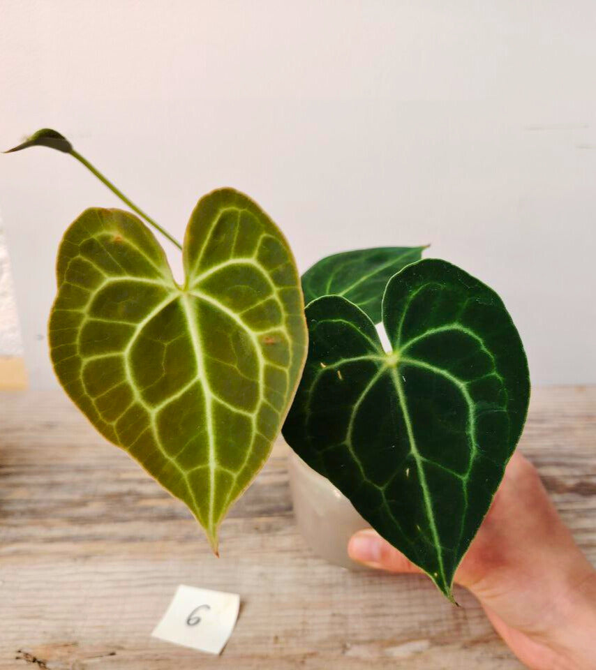 Anthurium Clarinervium Baby: Piccolo Tesoro Vellutato per la Tua Collezione