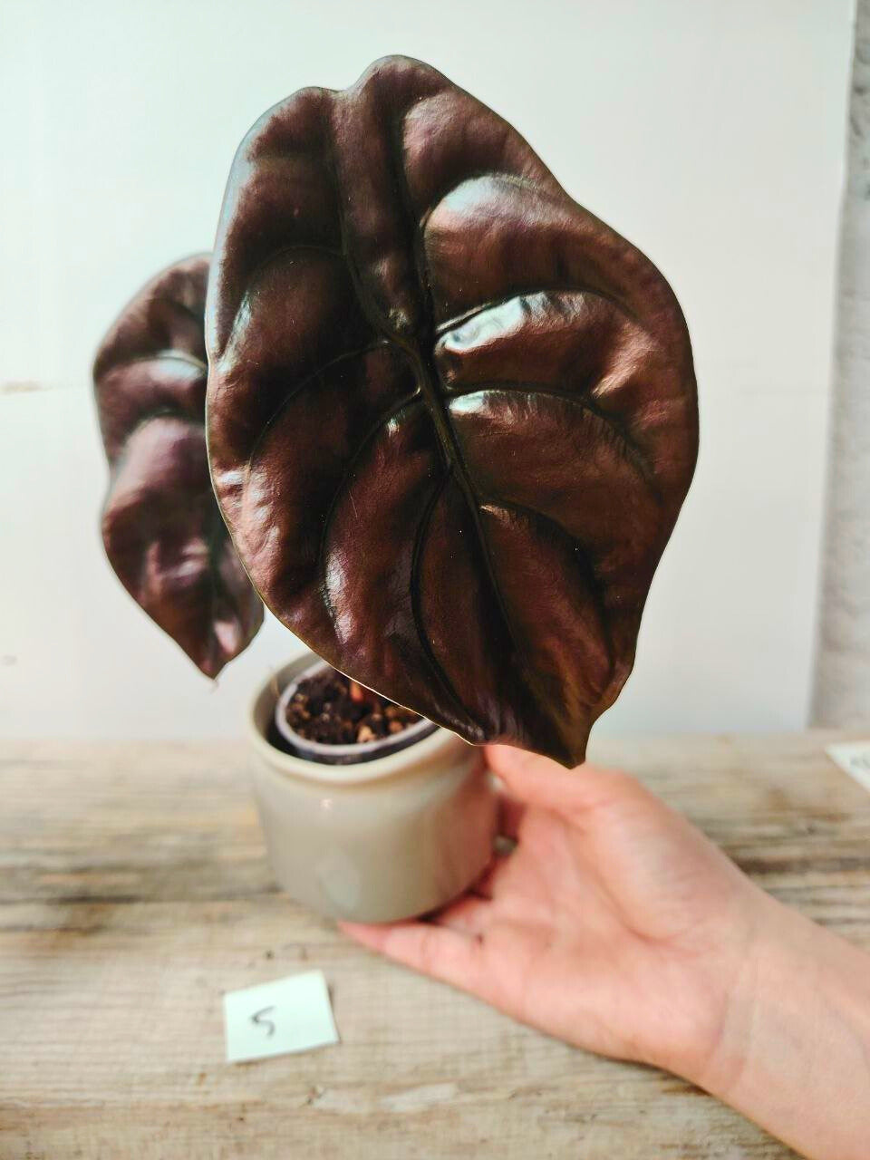 Alocasia Cuprea "Red Secret" – la pianta dall'aspetto di Scudo