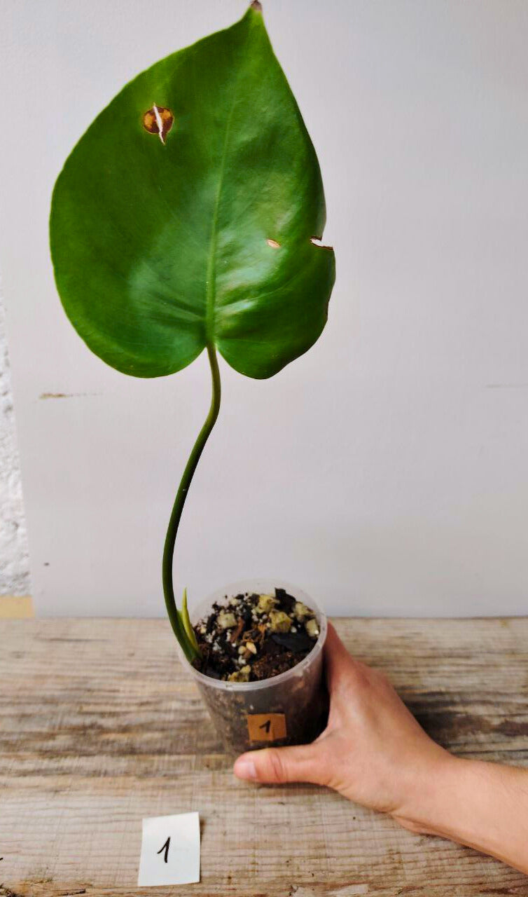 Monstera Deliciosa – La regina delle piante tropicali da interno