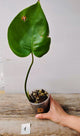 Monstera Deliciosa – La Regina delle Piante Tropicali | Aracearium