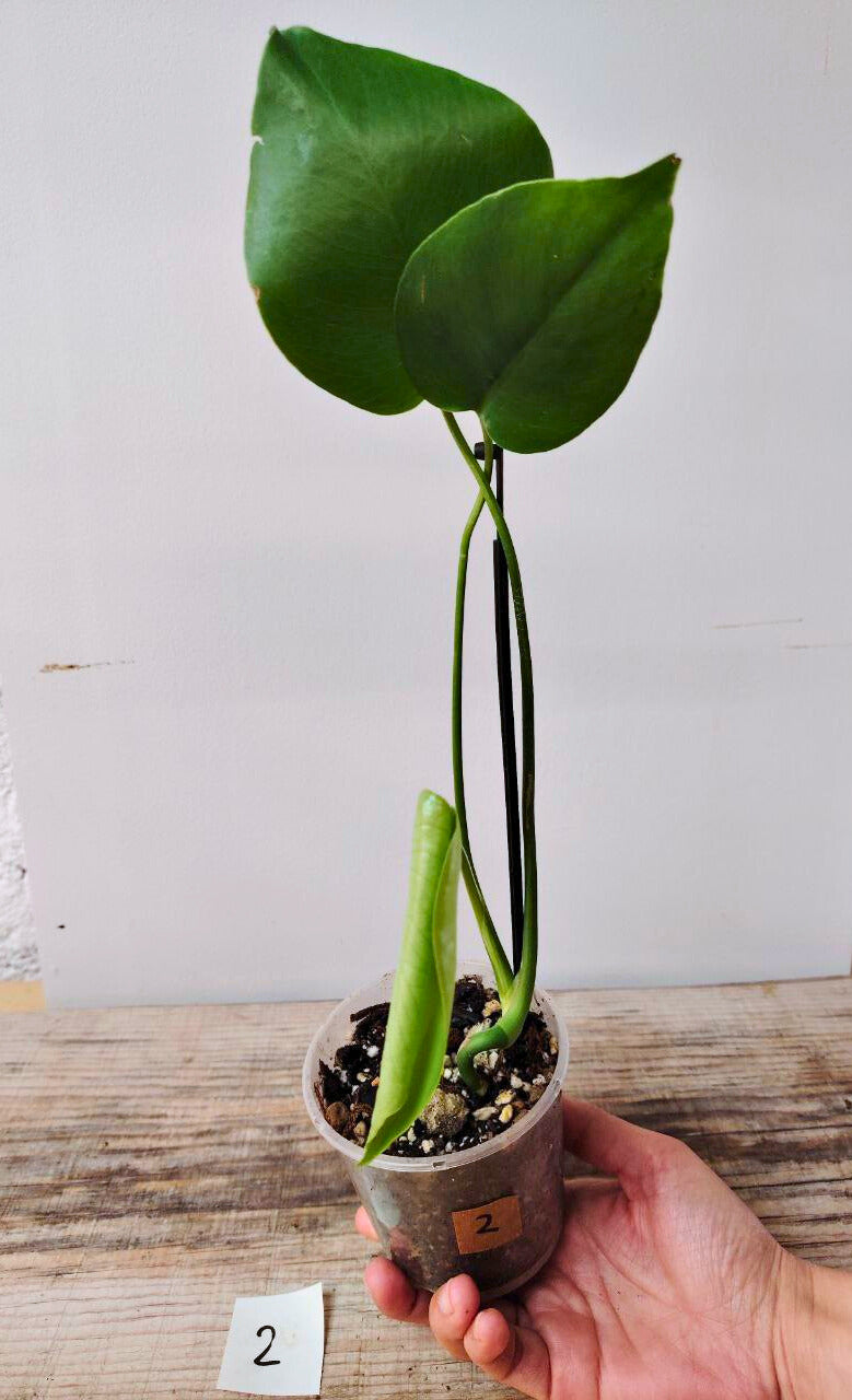 Monstera Deliciosa – La regina delle piante tropicali da interno