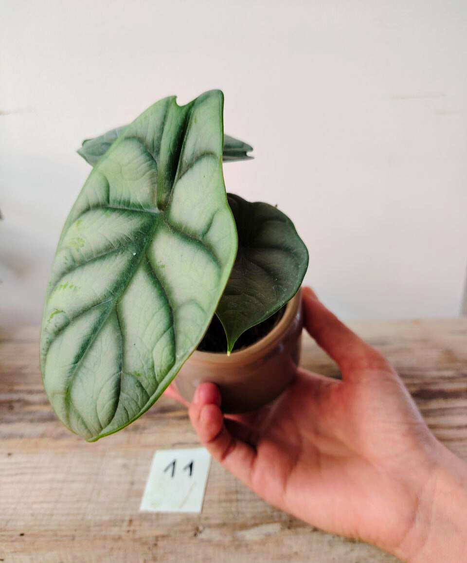 Alocasia Baginda "Silver Dragon" – Baby Plant dalle Scaglie di Drago