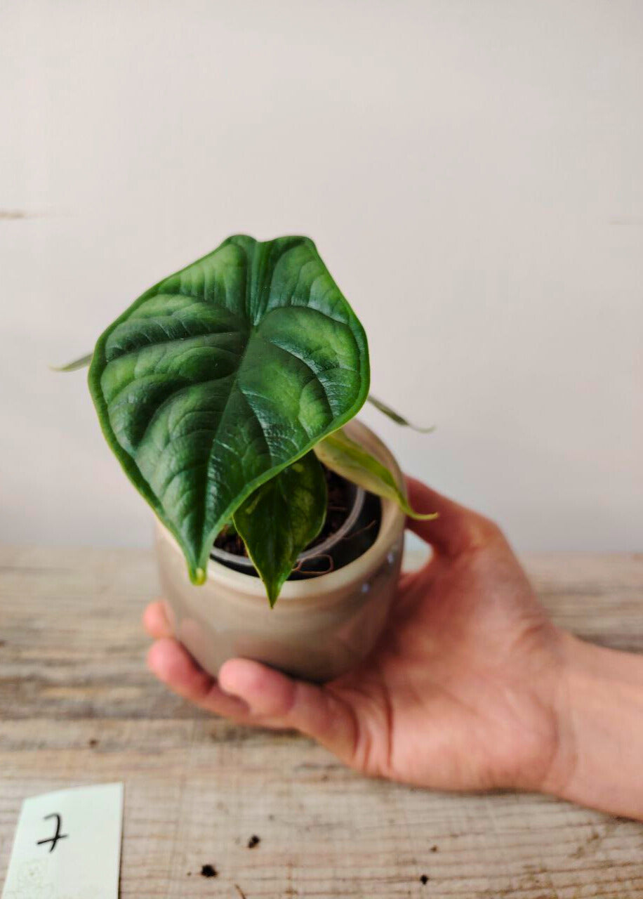 Alocasia Dragon Scale – Elegante e Selvaggia | Aracearium