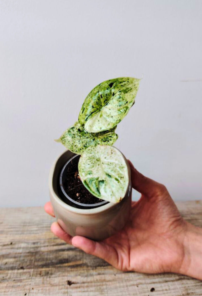 Alocasia Baginda 'Dragon Scale Variegata': scaglie preziose e variegature uniche