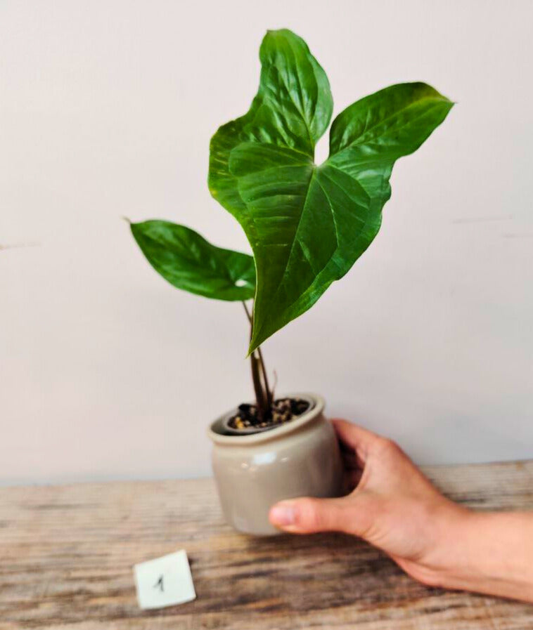 Syngonium Emerald Green – Verde profondo e fascino tropicale