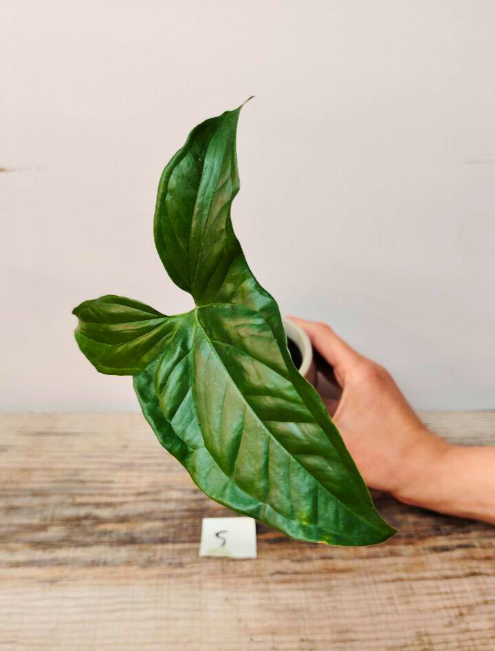 Syngonium Emerald Green – Verde profondo e fascino tropicale