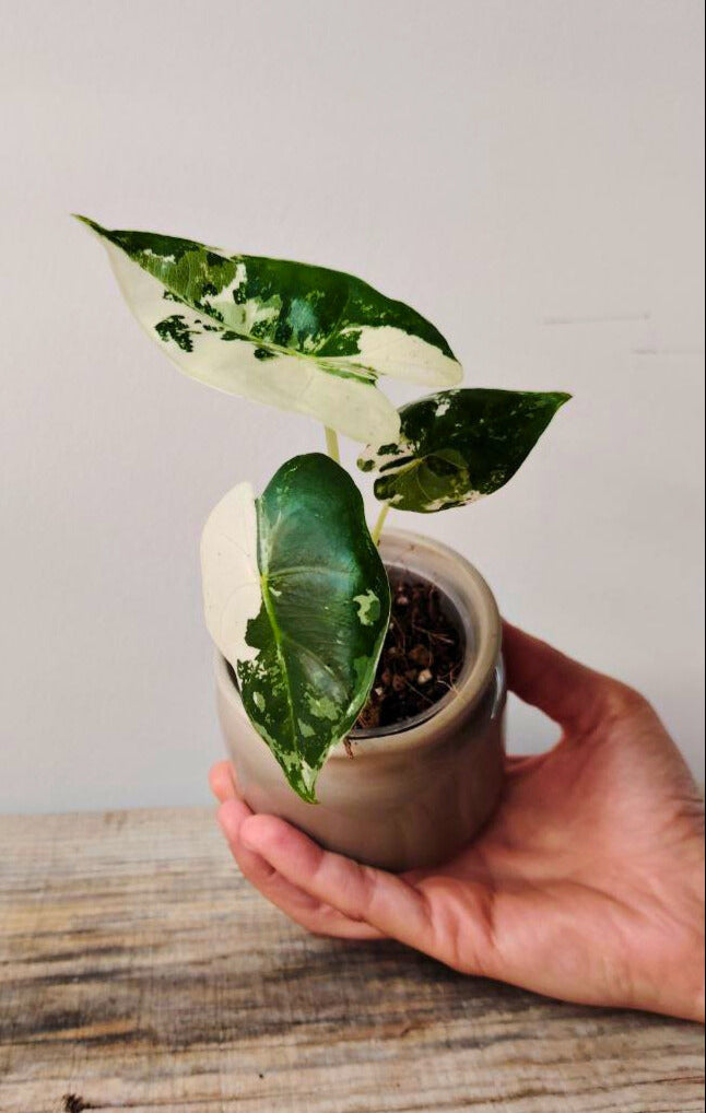 Alocasia Micholitziana 'Frydek Variegata' - incantevole e luminosa