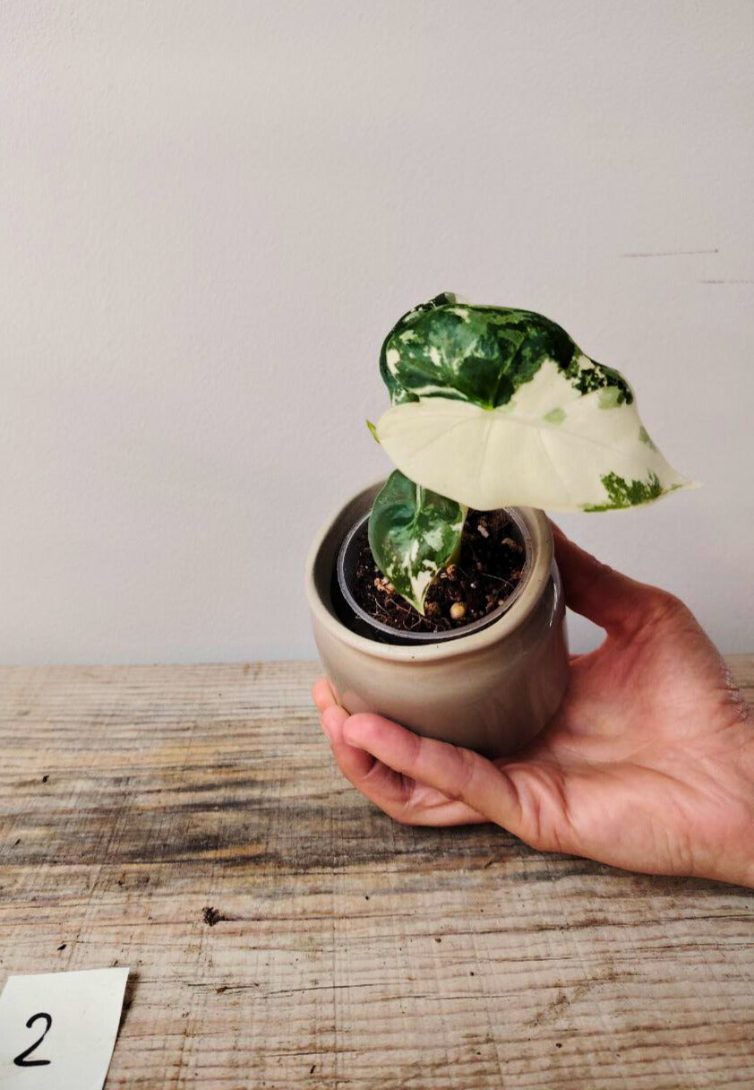 Alocasia Micholitziana 'Frydek Variegata' - incantevole e luminosa