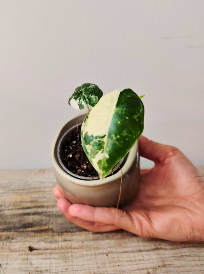 Alocasia Micholitziana 'Frydek Variegata' - incantevole e luminosa