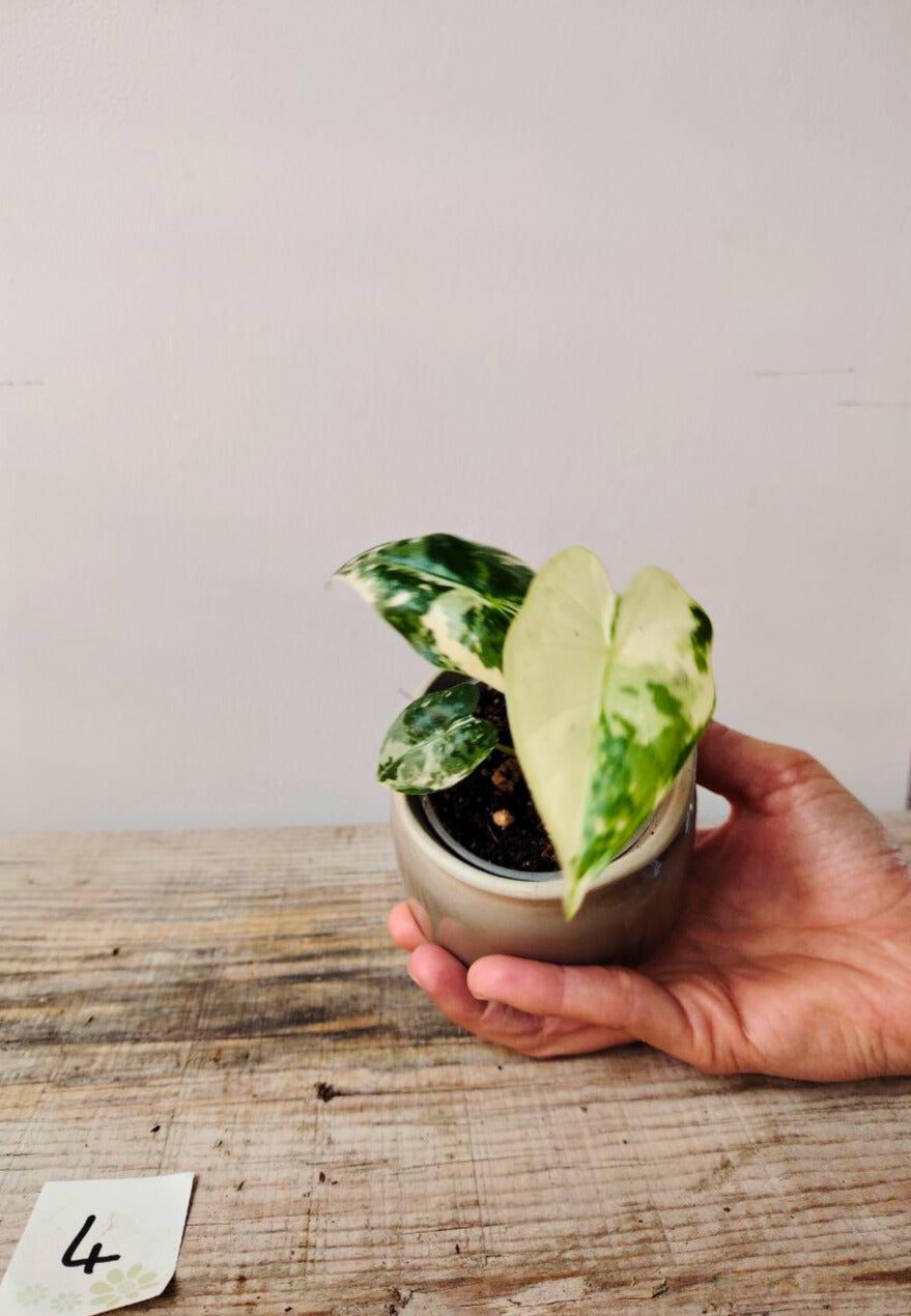 Alocasia Micholitziana 'Frydek Variegata' - incantevole e luminosa
