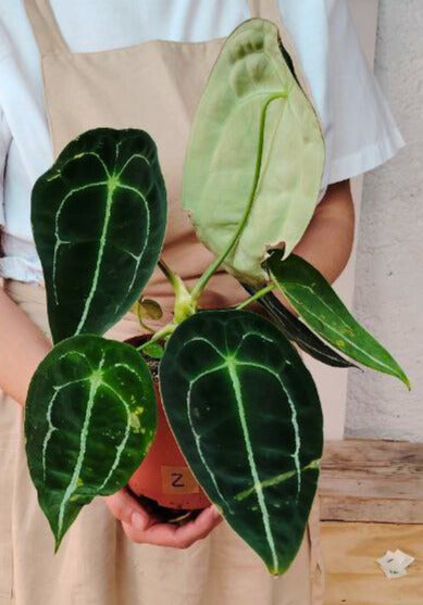 Anthurium Forgetii x Nigrolaminum 'Gigi': Eleganza e Compattezza da Collezione