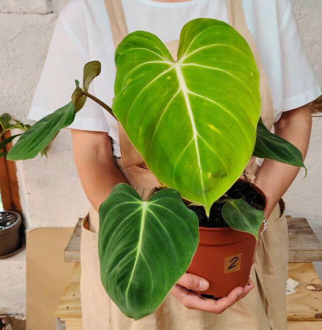 Philodendron Gloriosum – Il velluto verde che conquista ogni sguardo