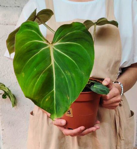 Philodendron Gloriosum – Il velluto verde che conquista ogni sguardo