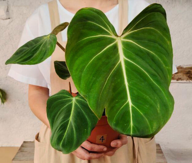 Philodendron Gloriosum – Il velluto verde che conquista ogni sguardo