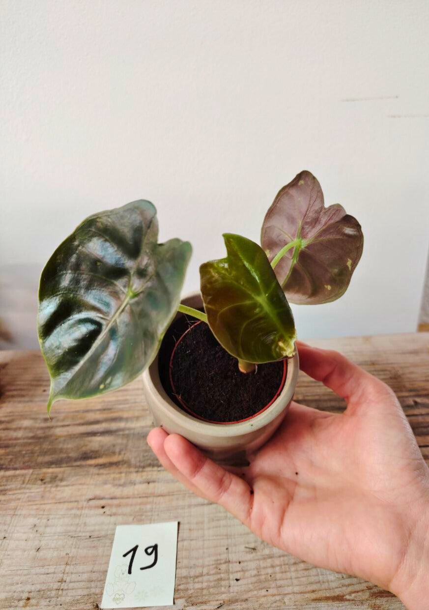 Alocasia Micholitziana 'Golden Bone': foglie esotiche con venature dorate sorprendenti
