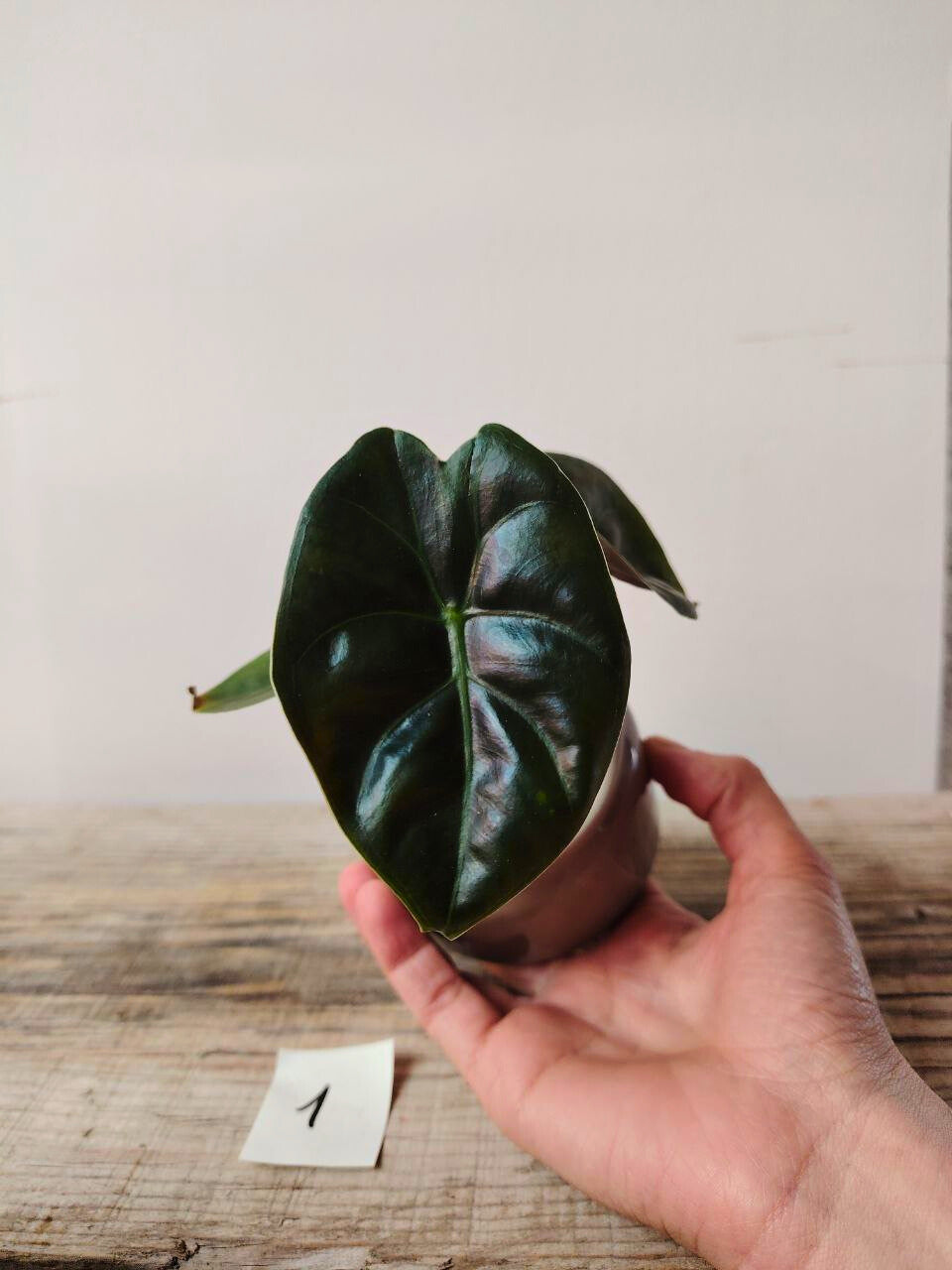 Alocasia Micholitziana 'Golden Bone': foglie esotiche con venature dorate sorprendenti