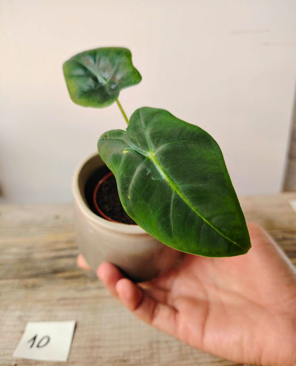 Alocasia Micholitziana 'Golden Bone': foglie esotiche con venature dorate sorprendenti