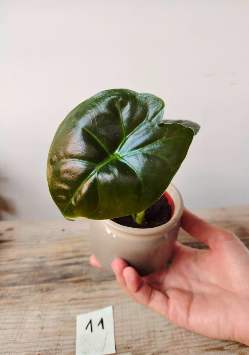 Alocasia Micholitziana 'Golden Bone': foglie esotiche con venature dorate sorprendenti