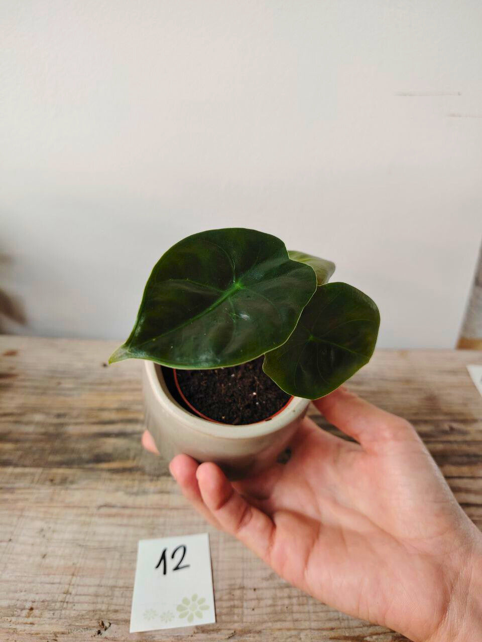 Alocasia Micholitziana 'Golden Bone': foglie esotiche con venature dorate sorprendenti