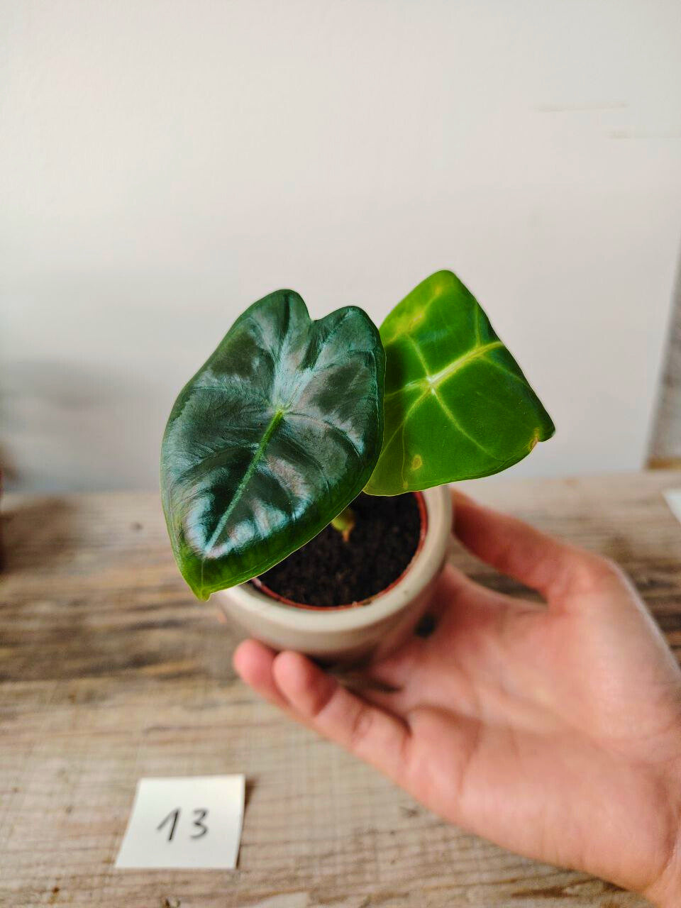 Alocasia Micholitziana 'Golden Bone': foglie esotiche con venature dorate sorprendenti