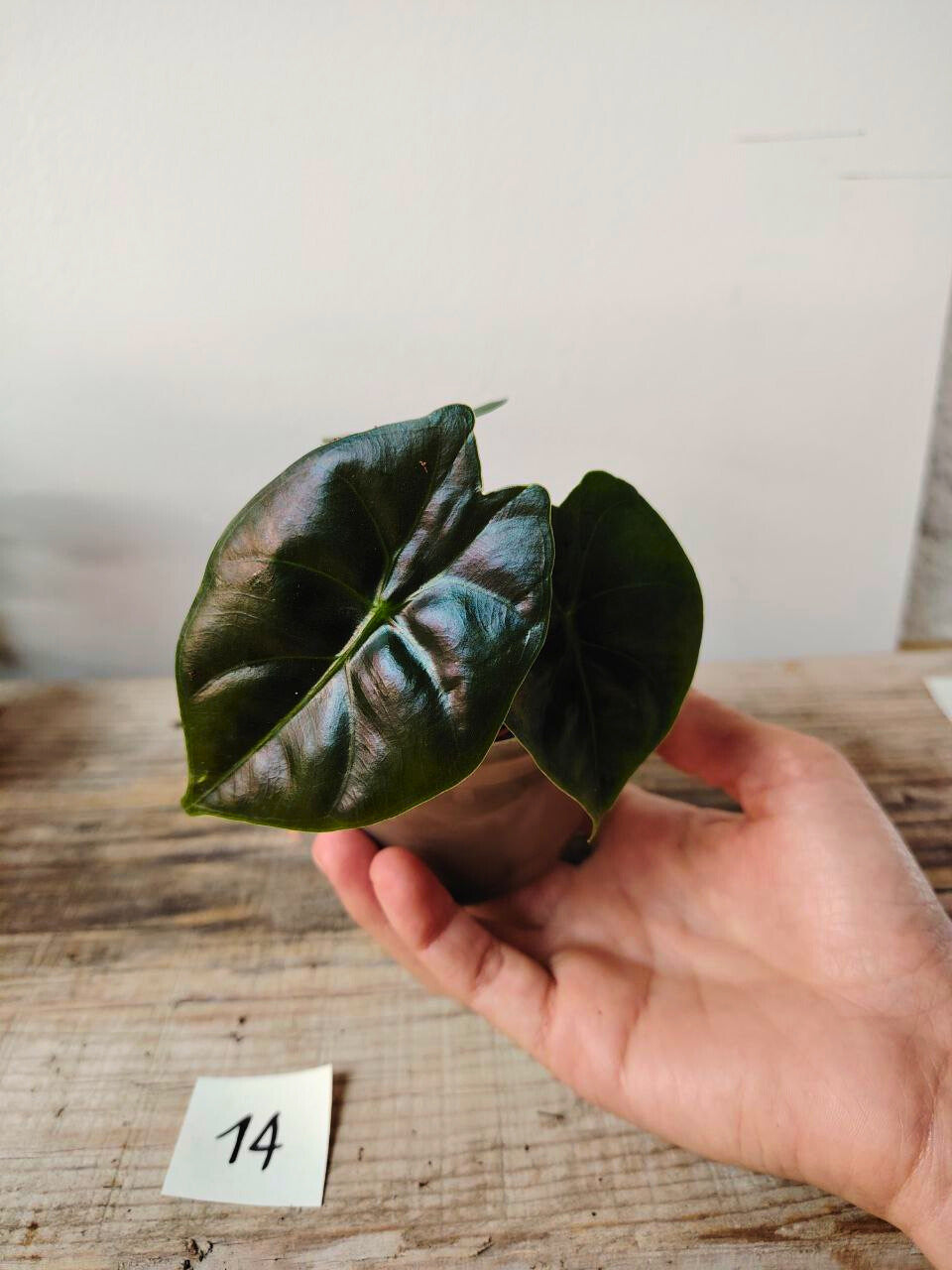 Alocasia Micholitziana 'Golden Bone': foglie esotiche con venature dorate sorprendenti