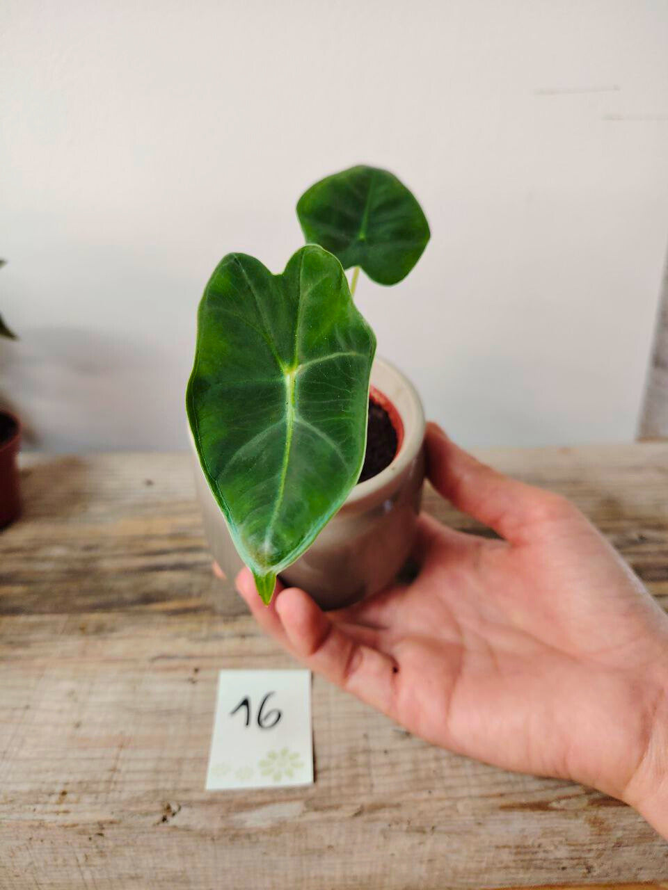 Alocasia Micholitziana 'Golden Bone': foglie esotiche con venature dorate sorprendenti