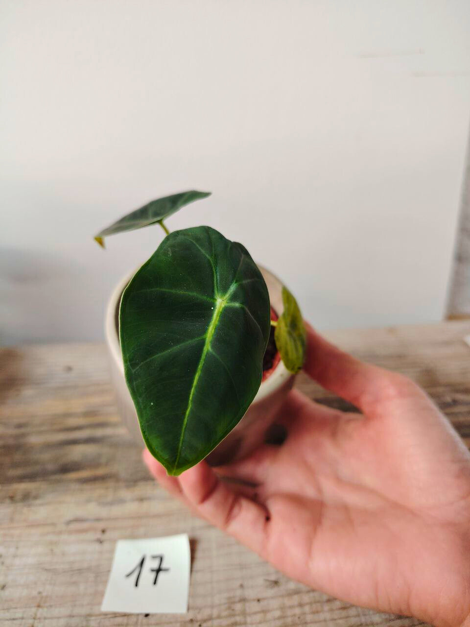 Alocasia Micholitziana 'Golden Bone': foglie esotiche con venature dorate sorprendenti