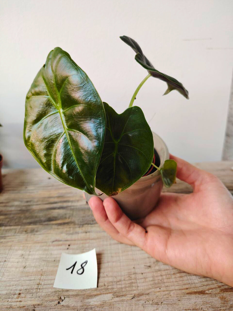 Alocasia Micholitziana 'Golden Bone': foglie esotiche con venature dorate sorprendenti