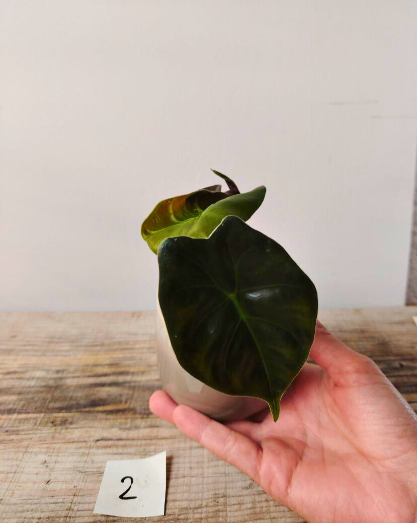 Alocasia Micholitziana 'Golden Bone': foglie esotiche con venature dorate sorprendenti
