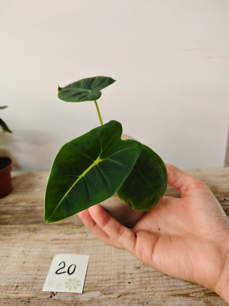 Alocasia Micholitziana 'Golden Bone': foglie esotiche con venature dorate sorprendenti
