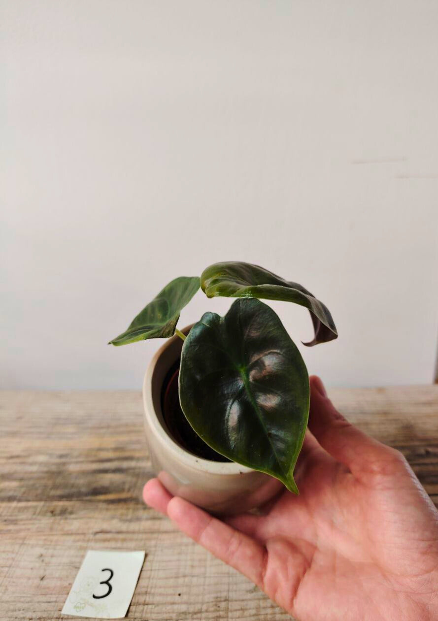 Alocasia Micholitziana 'Golden Bone': foglie esotiche con venature dorate sorprendenti