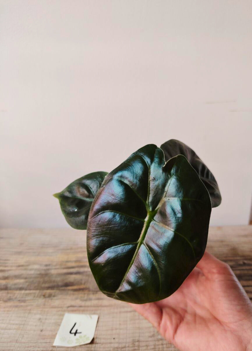 Alocasia Micholitziana 'Golden Bone': foglie esotiche con venature dorate sorprendenti