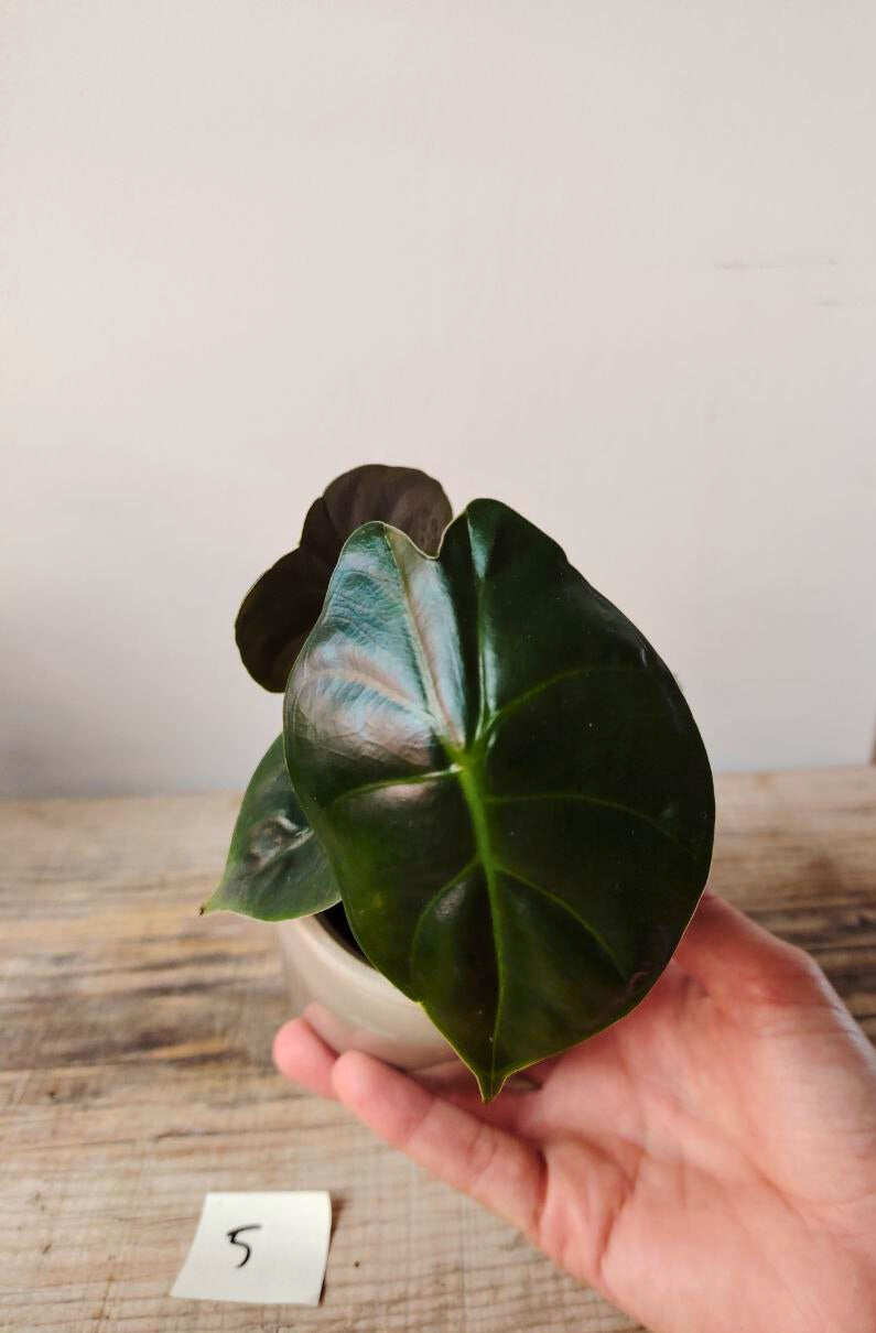 Alocasia Micholitziana 'Golden Bone': foglie esotiche con venature dorate sorprendenti