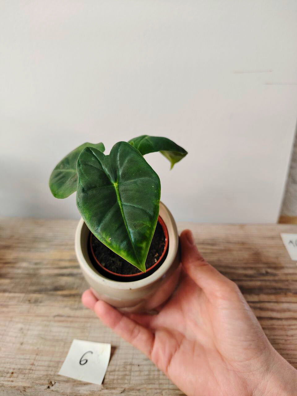 Alocasia Micholitziana 'Golden Bone': foglie esotiche con venature dorate sorprendenti