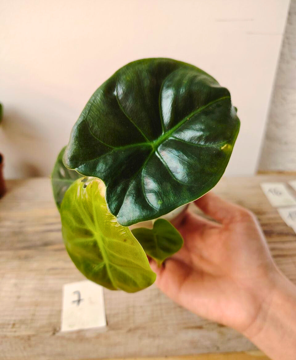 Alocasia Micholitziana 'Golden Bone': foglie esotiche con venature dorate sorprendenti