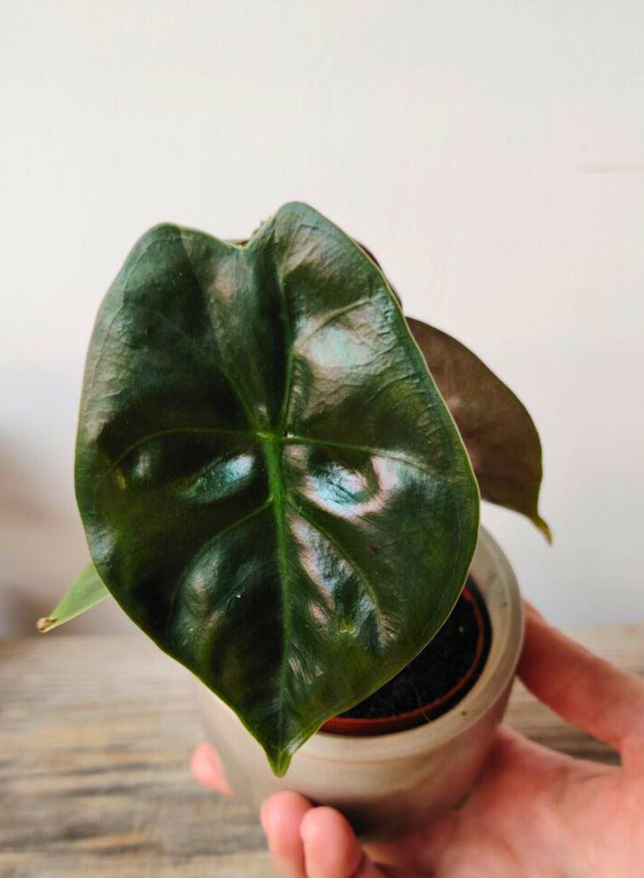 Alocasia Micholitziana 'Golden Bone': foglie esotiche con venature dorate sorprendenti