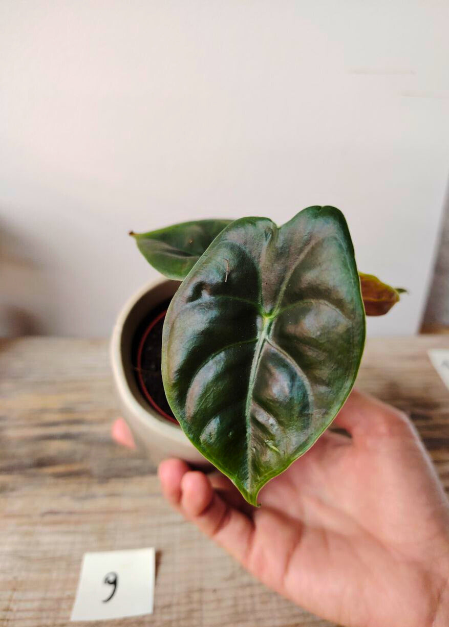 Alocasia Micholitziana 'Golden Bone': foglie esotiche con venature dorate sorprendenti