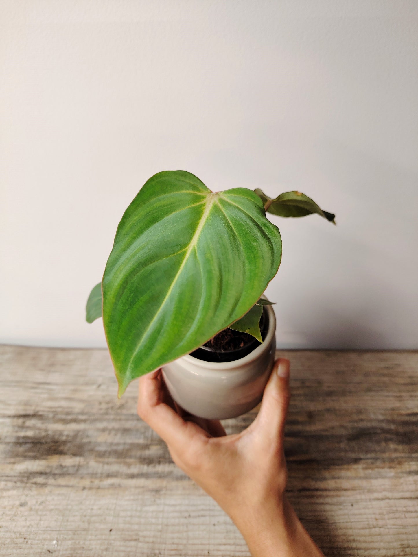 Philodendron Gloriosum – Baby Plant dalla Bellezza Imponente