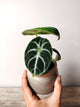 Alocasia Reginula Ninja – Baby Plant dal Carattere Forte e Misterioso